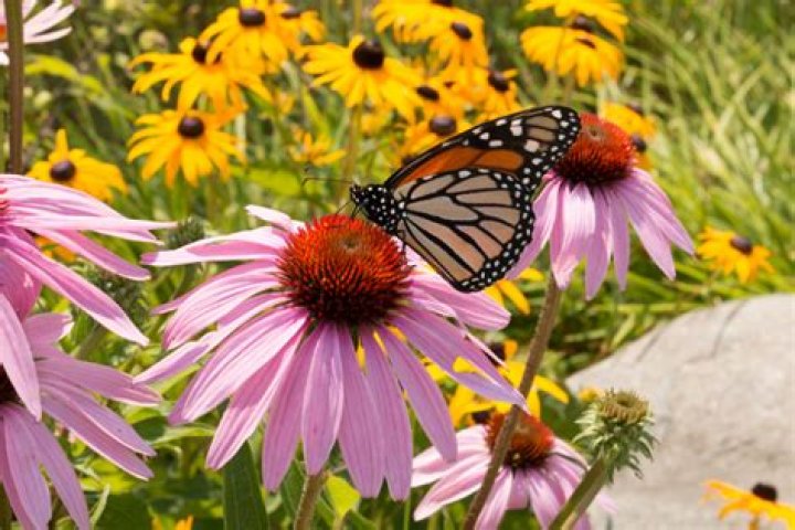 13 Gorgeous Plants You Basically Can't Kill