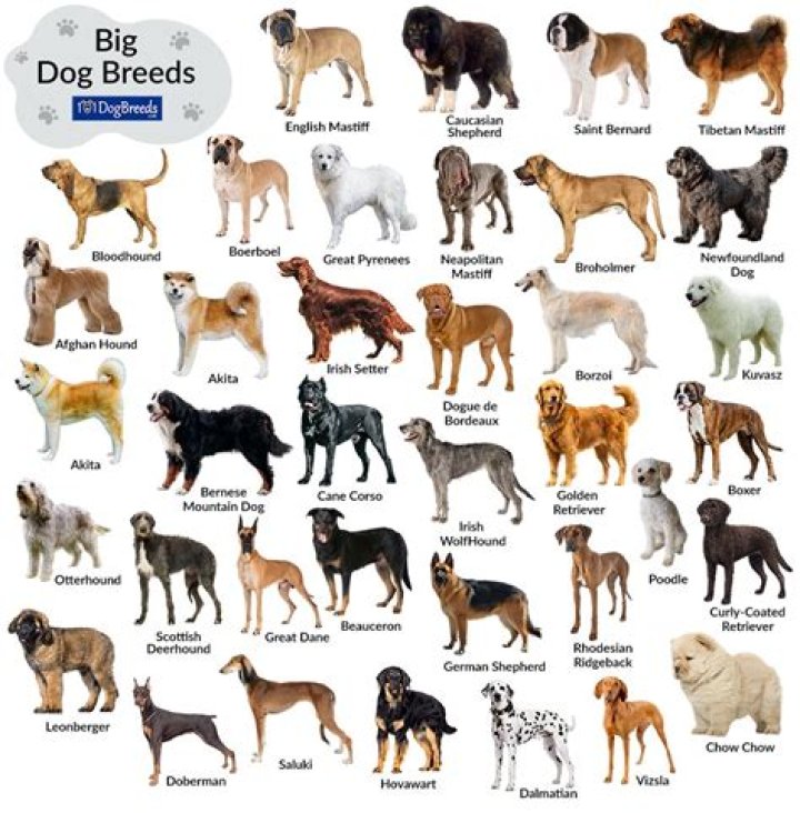 4 Dog Breeds I'd Never Own, Veterinary Tech Says — Best Life