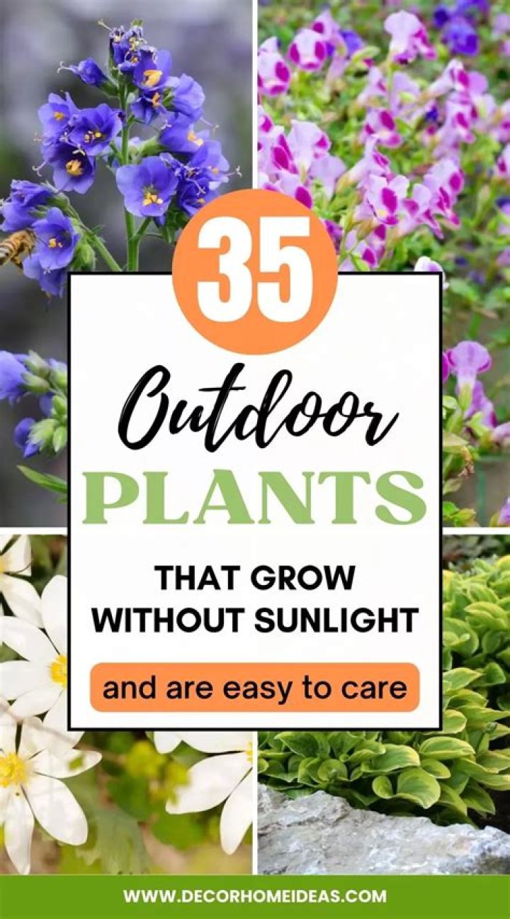 8 Easy Outdoor Plants That Don't Need Sunlight — Best Life