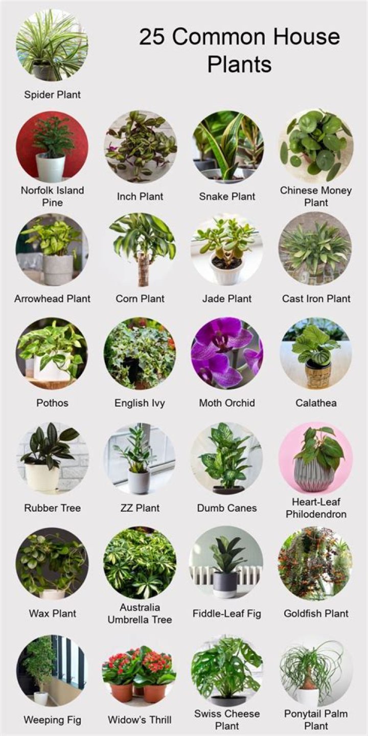 9 Houseplants That Will Help You Breathe Better