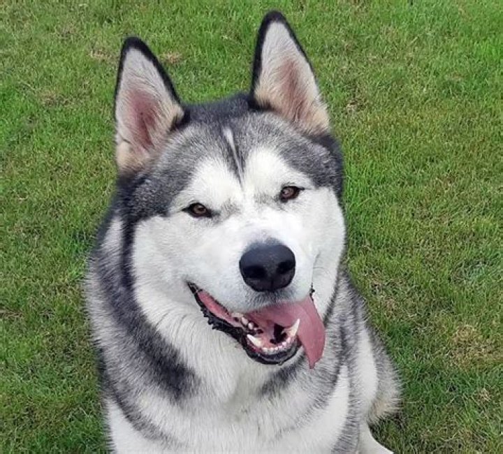 Gohan The Husky net worth, income and estimated earnings of Youtuber channel