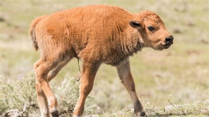 People Outraged By Yellowstone Park Rangers Killing an Abandoned Calf