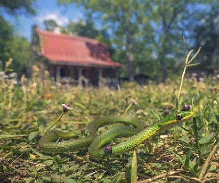 The No. 1 Sign There's a Snake in Your Garage